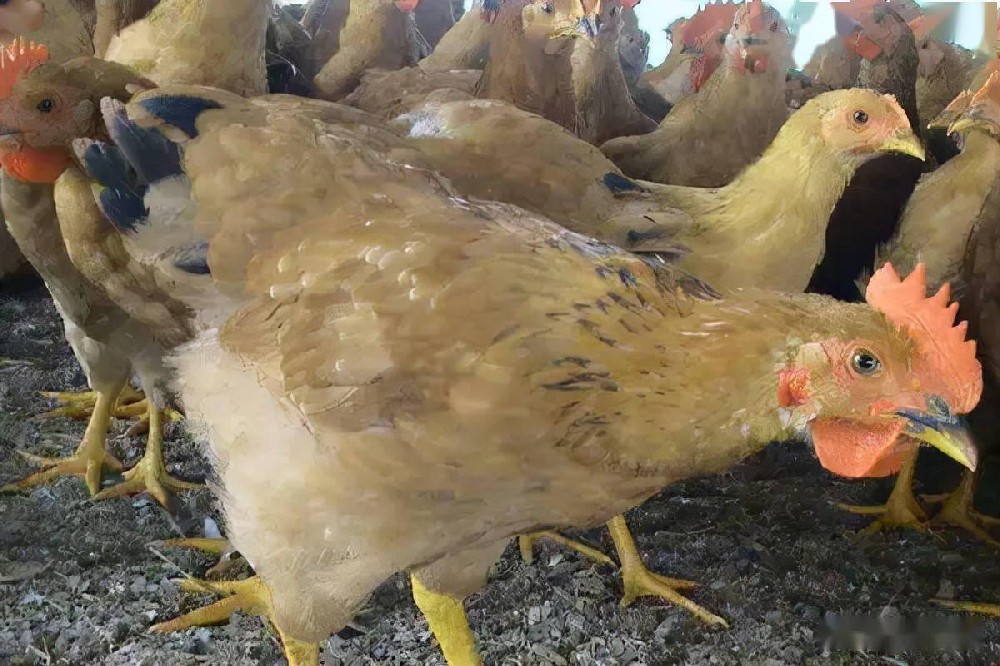 肉雞養殖三大階段的飼養管理技術